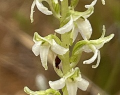 Platanthera yadonii