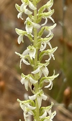 Platanthera yadonii
