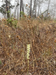 Platanthera yadonii