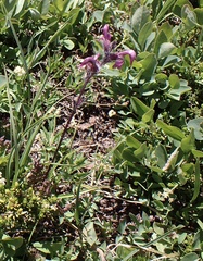 Pedicularis ornithorhynchos