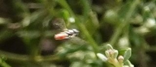 photo of Black-backed Grass Skimmer (Paragus haemorrhous)