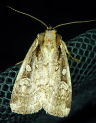 Eueretagrotis sigmoides