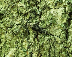 Catonia nava
