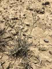 Eriogonum leptocladon