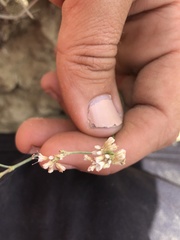 Eriogonum leptocladon