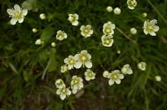 Parnassia cirrata intermedia