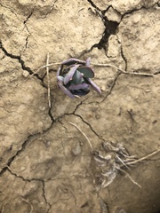 Proatriplex pleiantha