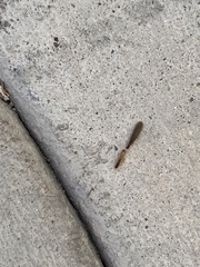 Termitinae