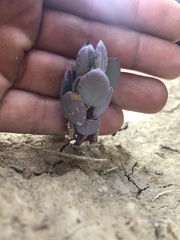 Proatriplex pleiantha