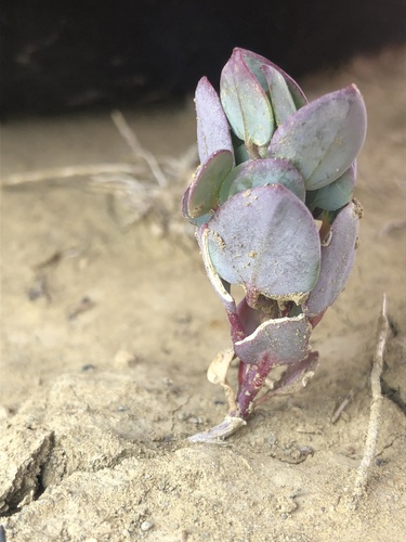 Mancos shadscale (Proatriplex pleiantha)