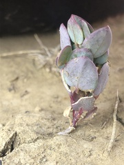 Proatriplex pleiantha