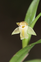 Scaphyglottis