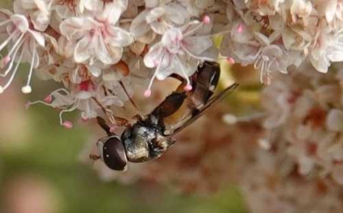photo of Thick-legged Hover Fly (Syritta pipiens)