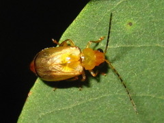 Monolepta shirozui