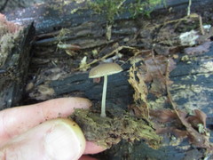 Pluteus seticeps