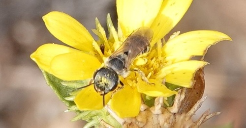 photo of Ligated Furrow Bee (Halictus ligatus)