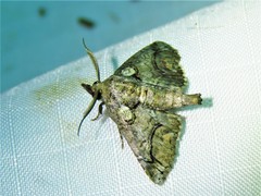 Paectes pygmaea