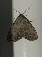 Dyspyralis puncticosta