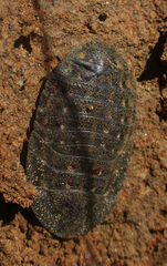 Derocalymma