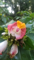 Costus lucanusianus