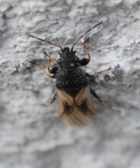 Metopoplax ditomoides
