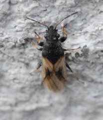 Metopoplax ditomoides