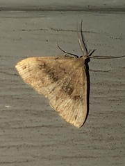 Phalaenostola eumelusalis