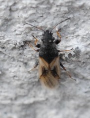 Metopoplax ditomoides