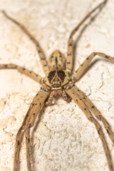 Heteropoda venatoria