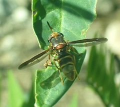 Hermetia comstocki