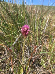 Castilleja densiflora densiflora