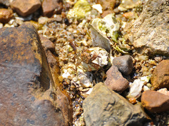 Parasesarma