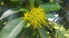 Xanthostemon chrysanthus