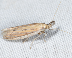 Bandera binotella