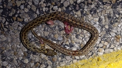Thamnophis marcianus