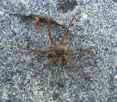 Dolomedes scriptus
