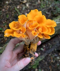 Craterellus odoratus