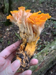 Craterellus odoratus