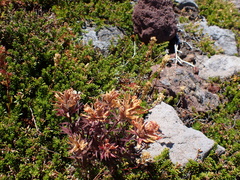 Castilleja rupicola