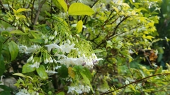 Wrightia religiosa