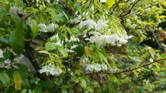 Wrightia religiosa