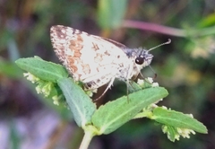 Chiomara georgina