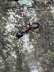 Camponotus obscuripes