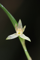 Scaphyglottis