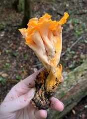 Craterellus odoratus