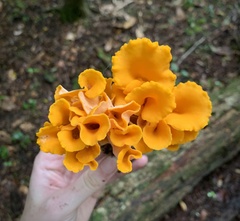Craterellus odoratus