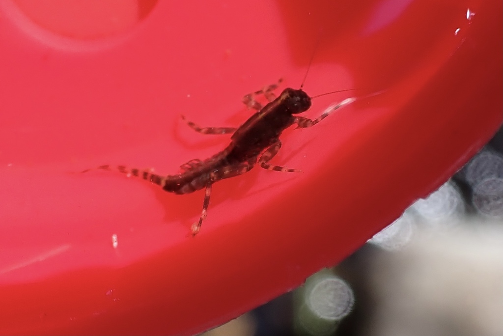 Ephemerella aurivillii