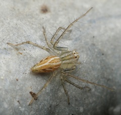 Oxyopes papuanus