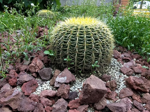 Kroenleinia grusonii
