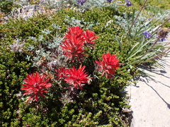 Castilleja rupicola